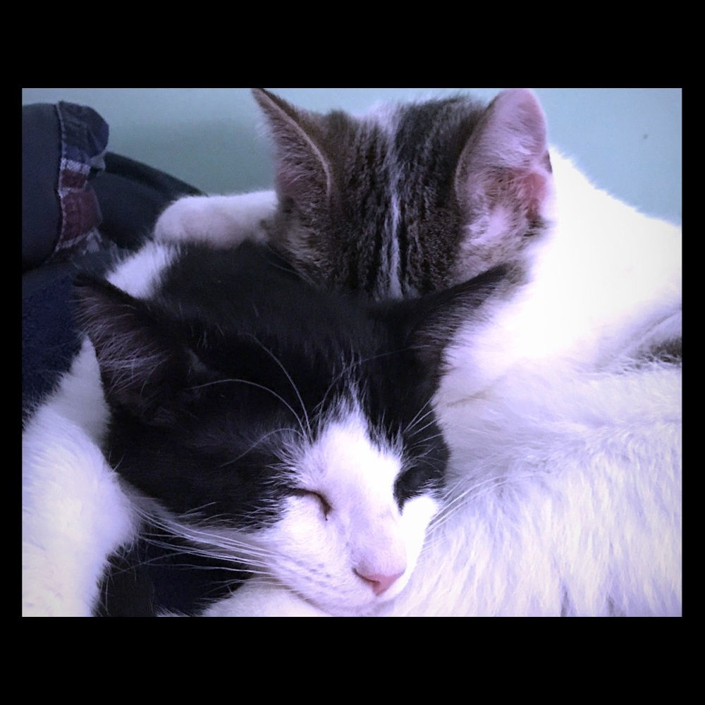 Meet your Posher, Stephene